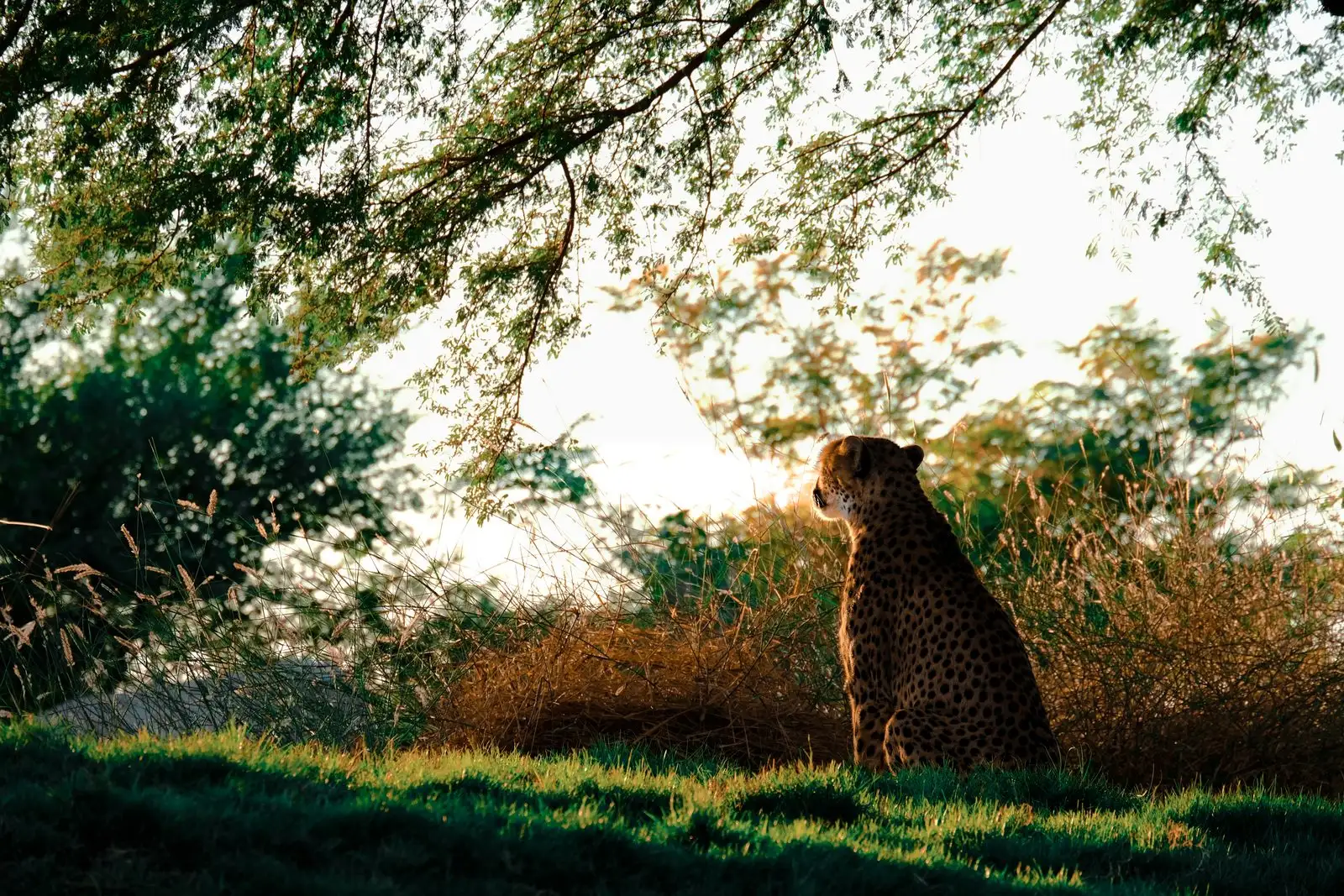 Al Ain Zoo — Photo: Emil Raymond Banao / Wikimedia Commons (CC BY-SA 4.0)