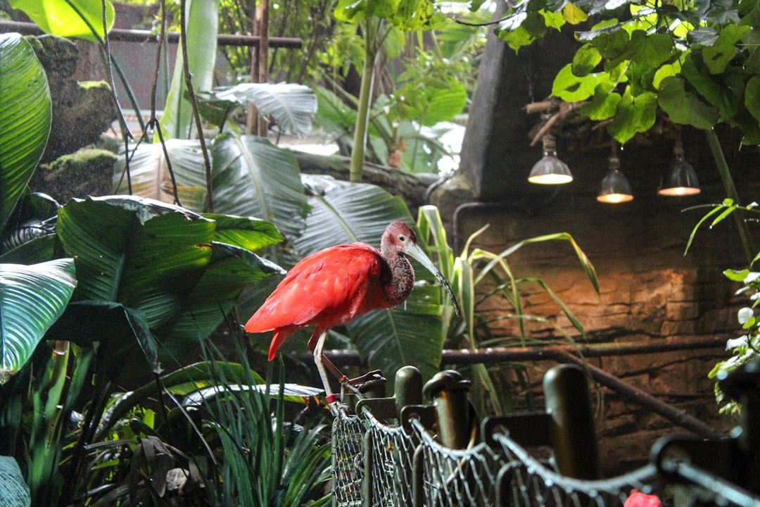 A bright red ibis stands on a branch in a lush jungle. — Photo by Esvat Jafarli on Unsplash