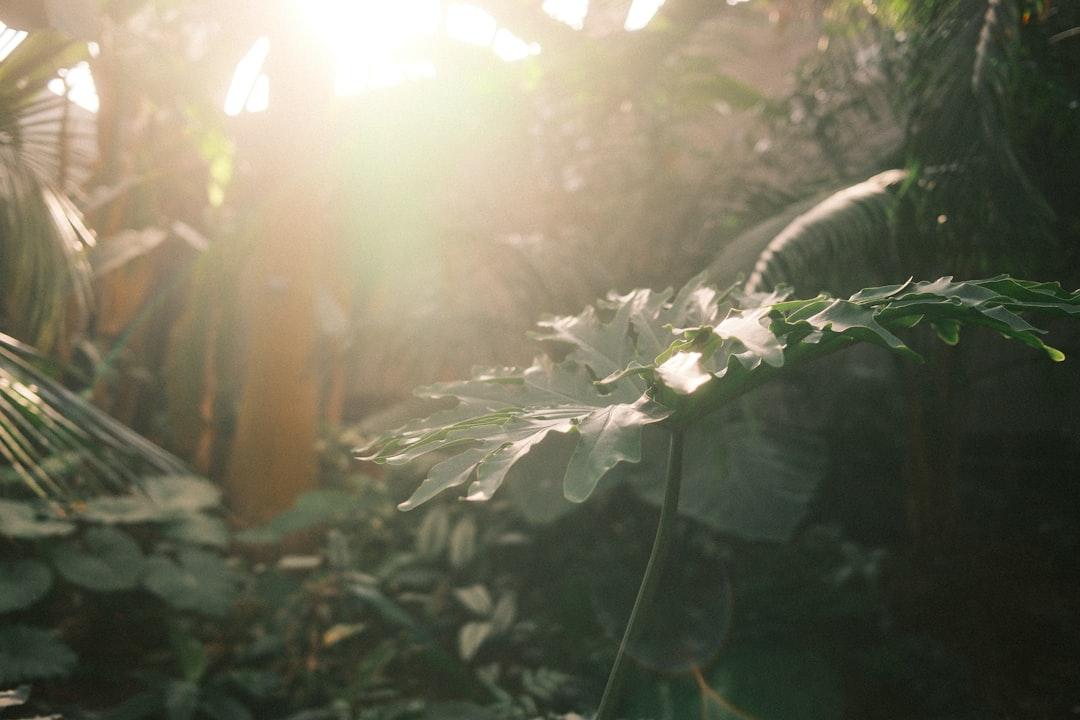 Sunlight streams through lush green jungle foliage. — Photo by Jonas Eriksson on Unsplash
