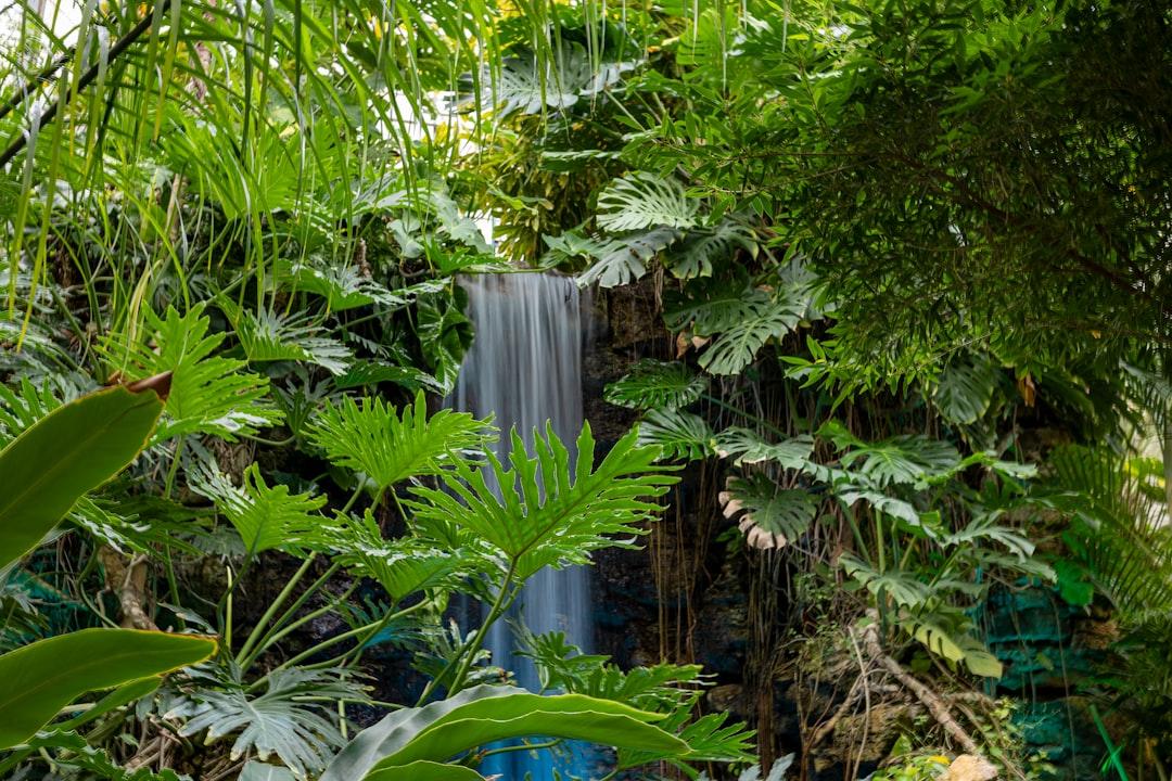 Lush green jungle foliage surrounds a small waterfall. — Photo by Ryan Fleischer on Unsplash