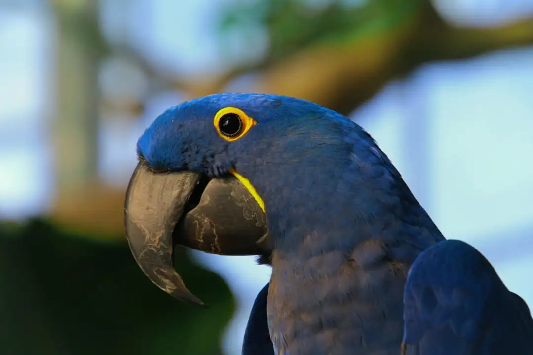 blue macaw — Photo by Simon Infanger on Unsplash