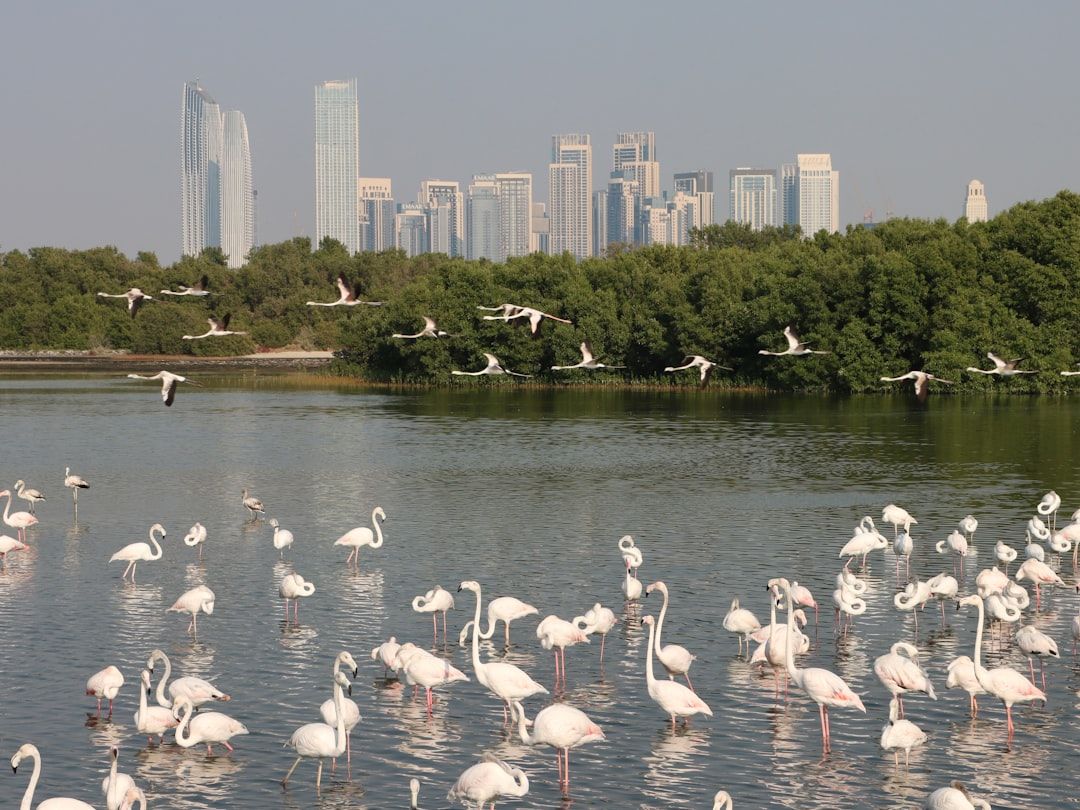 a large group of flamingos in the water with a city in the background — Photo by Hongbin on Unsplash