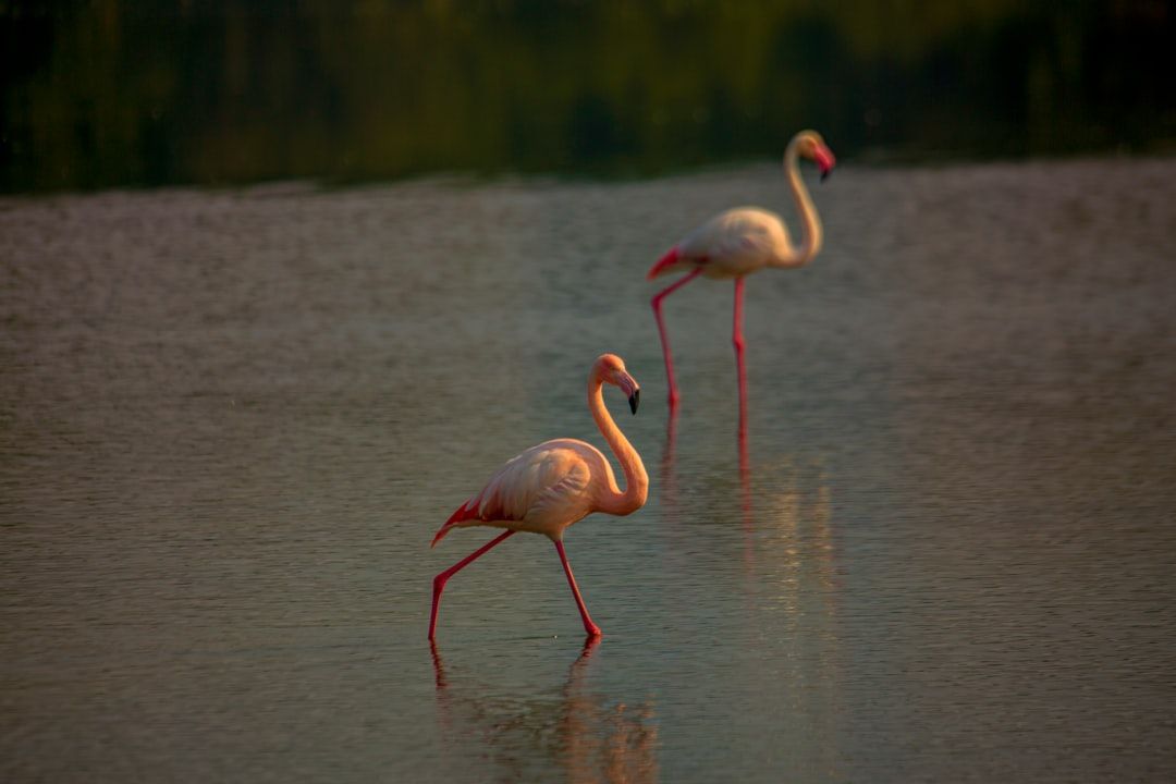 two flamingos standing in the water near each other — Photo by Hassan Pasha on Unsplash